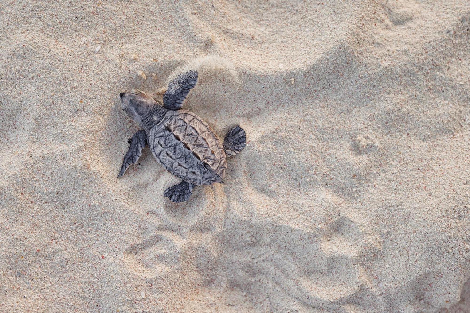 Sandals Barbados All Inclusive - Couples Only (Adults Only) Κράιστ Τσερτς Εξωτερικό φωτογραφία